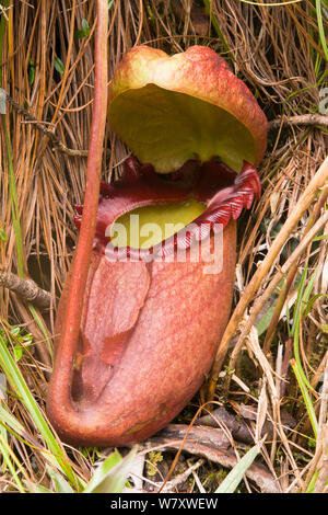 Riesige Kannenpflanze (Nepenthes rajah) Kinabalu National Park, Sabah, Borneo. Stockfoto