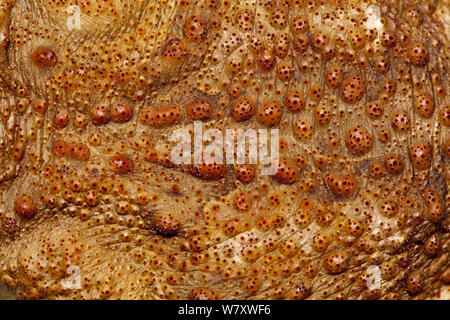 Marine Kröte (Rhinella marina) Close-up von der Haut und Giftdrüsen, Captive tritt in Süd- und Mittelamerika, aber invasive Arten in vielen Ländern. Stockfoto