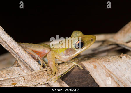Weiß-lippigen Frosch (Hylarana raniceps) Jugendkriminalität, Danum Valley, Sabah, Borneo. Stockfoto