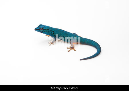 Electric Blue Day Gecko (Lygodactylus williamsi) auf weißem Hintergrund, endemisch in Tansania. Kritisch gefährdeten Arten. Stockfoto