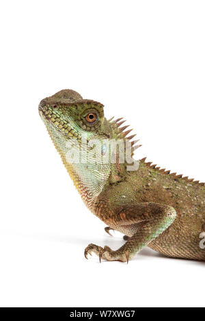 Berg horned Lizard (Acanthosaura crucigera) unverlierbaren Auftritt in Asien. Stockfoto