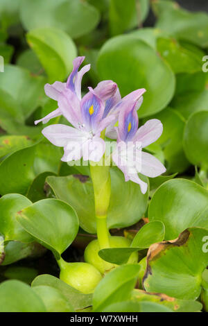 Wasserhyazinthe (Eichhornia crassipes) kultiviert, tritt in Südamerika. Stockfoto