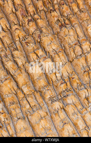 Rinde der Wüste Fan Palm (Washingtonia filifera), Kalifornien, USA, Mai. Stockfoto