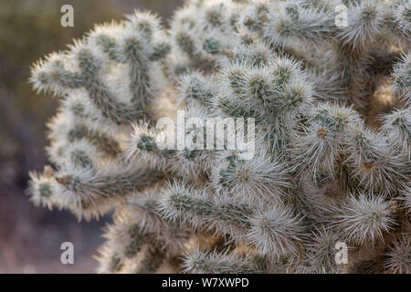 Teddybär Cholla (Opuntia Bigelovii) mit weitläufigen Landschaft hinter, Joshua Tree National Park, Kalifornien, USA, Mai. Stockfoto