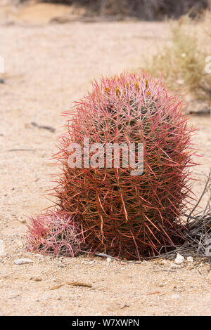 Red Barrel Kaktus (Ferocactus pilosus) Joshua Tree National Park, Kalifornien, USA, Mai. Stockfoto