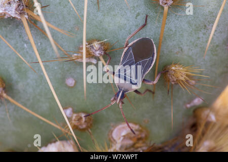 Cactus Bug (Chelinidea vittiger) auf Opuntia, Joshua Tree National Park, Kalifornien, USA, Mai. Stockfoto