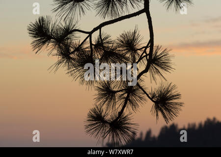 Ponderosa Pine (Pinus ponderosa) Zweig silhoutted gegen Sonnenuntergang, Sierra Nevada, Kalifornien, USA, Mai. Stockfoto
