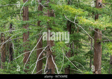 Küsten Redwood Bäumen (Sequoia sempervirens) an der Pfeiffer Big Sur State Park, Kalifornien, USA, Juni. Stockfoto