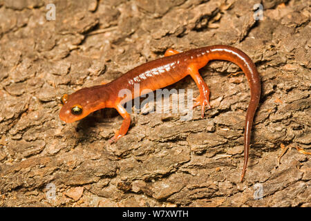 Yellow-eyed Salamander (Ensatina eschschotzii) San Mateo County, Kalifornien, USA, April. Stockfoto