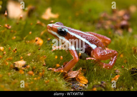 Phantasmal Poison Dart Frog (Epipedobates tricolor) Porträt, Captive, endemisch in Ecuador. Gefährdete Arten. Stockfoto