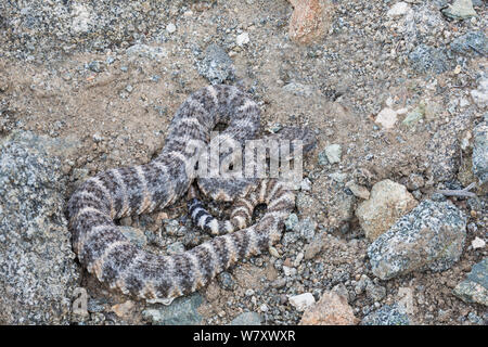 Südwesten gefleckte Klapperschlange (Crotalus mitchelli pyrrhus) gegen Granit getarnt, Joshua Tree Natinal Park, Kalifornien, USA, Mai. Stockfoto