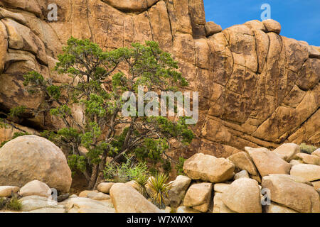 Single-leaf Pinyon Kiefer (Pinus monophylla) Joshua Tree National Park, Kalifornien, USA, Mai. Stockfoto