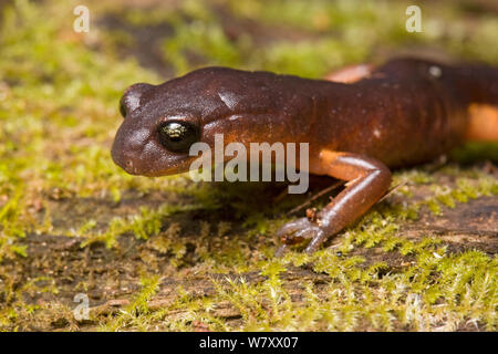 Yellow-eyed Salamander (Ensatina eschschotzii) San Mateo County, Kalifornien, USA, April. Stockfoto