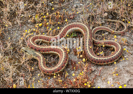 Küste Garter Snake (Thamnophis elegans terrestris) Point Reyes, Kalifornien, USA, April. Stockfoto