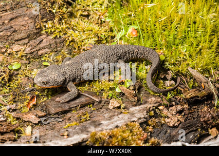 Rauhe Haut newt (Taricha granulosa) Golden Bluffs, Kalifornien, USA, April. Stockfoto