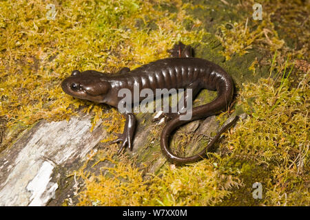 Nordwestlichen Salamaner (Ambystoma gracile) Golden Bluffs, Kalifornien, USA, April. Stockfoto