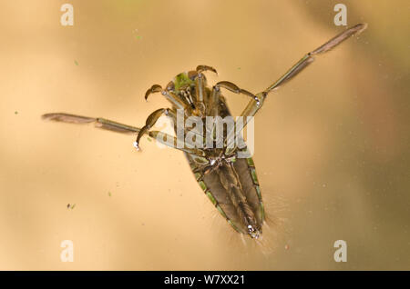 (Notonecta backswimmer Hastata) von oben, Europa gesehen, Februar, kontrollierten Bedingungen. Stockfoto