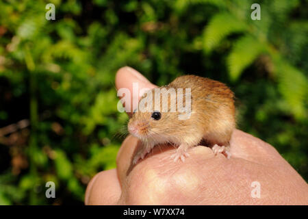 In Gefangenschaft aufgezogen Ernte Maus (Micromys Minutus), auf einer Heide Reserve freigegeben, kilkhampton Gemeinsame, Cornwall, UK, Juni. Model Released. Stockfoto