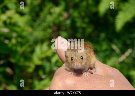 In Gefangenschaft aufgezogen Ernte Maus (Micromys Minutus), auf einer Heide Reserve freigegeben, kilkhampton Gemeinsame, Cornwall, UK, Juni. Model Released. Stockfoto