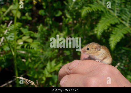 In Gefangenschaft aufgezogen Ernte Maus (Micromys Minutus), auf einer Heide Reserve freigegeben, kilkhampton Gemeinsame, Cornwall, UK, Juni. Model Released. Stockfoto