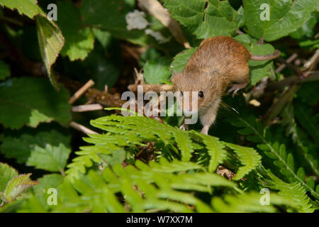 In Gefangenschaft aufgezogen Ernte Maus (Micromys Minutus) gerade auf Brambles und Adlerfarn auf einer Heide Reserve freigegeben, kilkhampton Gemeinsame, Cornwall, UK, Juni. Stockfoto