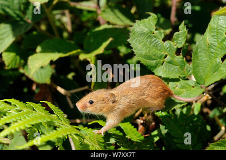 In Gefangenschaft aufgezogen Ernte Maus (Micromys Minutus) gerade auf Brambles und Adlerfarn auf einer Heide Reserve freigegeben, kilkhampton Gemeinsame, Cornwall, UK, Juni. Stockfoto