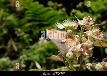 In Gefangenschaft aufgezogen Ernte Maus (Micromys Minutus) nur auf einem Dornstrauch freigegeben (Rubus plicatus) auf einer Heide finden, kilkhampton Gemeinsame, Cornwall, UK, Juni. Stockfoto