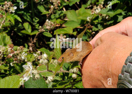 In Gefangenschaft aufgezogen Ernte Maus (Micromys Minutus) auf einem Dornstrauch freigegeben wird (Rubus plicatus) auf einer Heide finden, kilkhampton Gemeinsame, Cornwall, UK, Juni. Model Released. Stockfoto