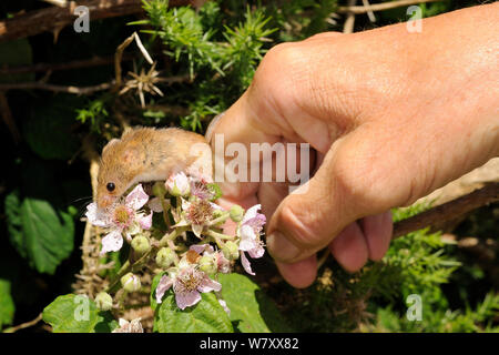 In Gefangenschaft aufgezogen Ernte Maus (Micromys Minutus) auf einem Dornstrauch freigegeben wird (Rubus plicatus) auf einer Heide finden, kilkhampton Gemeinsame, Cornwall, UK, Juni. Model Released. Stockfoto