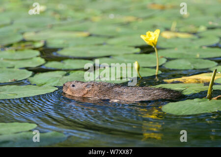 Wasser Vole (Arvicola terrestris) Futter für gelbe Seerosen Blätter (Nuphar lutea) unter blühenden Seerosen in einem kleinen See, Cornwall, UK, Juni. Stockfoto