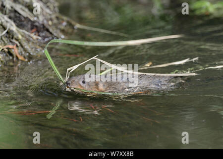 Weibliche Wasser Vole (Arvicola terrestris) Schwimmen zu seinem Nest mit einem Schluck Gräser, Wiltshire, UK, Juni. Stockfoto