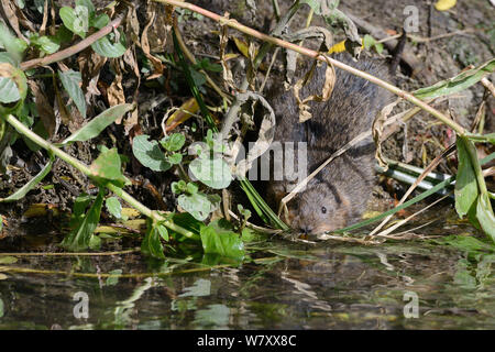 Weibliche Wasser Vole (Arvicola terrestris) in einen Stream mit ein Bissen von Gräsern zu seinem Nest Burrow, UK, Juni zu nehmen. Stockfoto