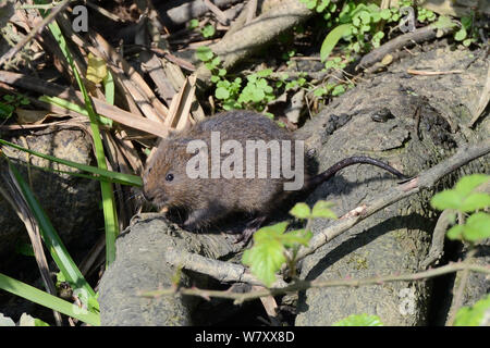 Wasser Vole (Arvicola terrestris) Besuch einer Latrine auf eine Baumwurzel grenzt an einen Teich, Cornwall, UK, Mai. Stockfoto