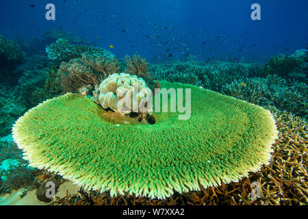 Coral Tabelle (scleractinia) Komodo National Park, Indonesia. Stockfoto