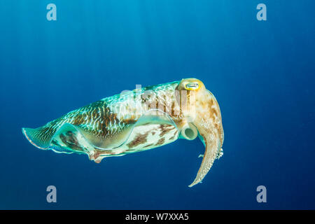 Broadclub Tintenfische (Sepia latimanus). Komodo National Park, Indonesia. Stockfoto