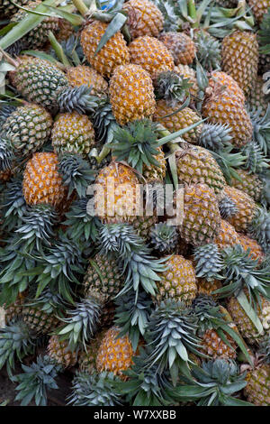 Ananas für den Verkauf am Markt, Pettah, Colombo, Sri Lanka. Stockfoto