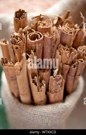 Zimtstangen (Cinnamomum verum) Sri Lanka. Stockfoto