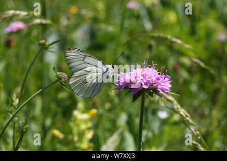 Schwarz geäderten weiß Schmetterling (Aporie crataegi) auf Feld-witwenblume (Knautia arvensis) Blüte, Frankreich, Juli. Stockfoto