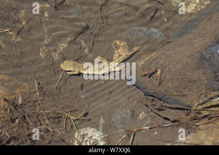 Pyrenäen salamander (Calotriton asper) im Bergbach. Frankreich, Juli. Stockfoto