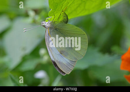 Große weiße Falter (Pieris brassicae) weibliche Eier unter Kapuzinerkresse Blatt. Surrey, England, August. Stockfoto
