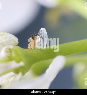 Orange-tip Schmetterling (Anthocharis cardamines) Caterpillar Fütterung auf Eierschale. Surrey, England, Mai. Stockfoto