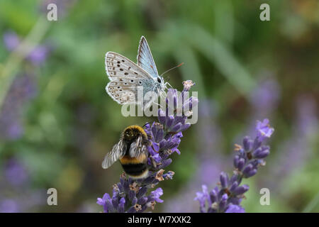 Chalk-Hill blue butterfly (Lysandra coridon) und Hummel (Bombus sp) Fütterung mit Lavendelblüten, Surrey, England, August. Stockfoto