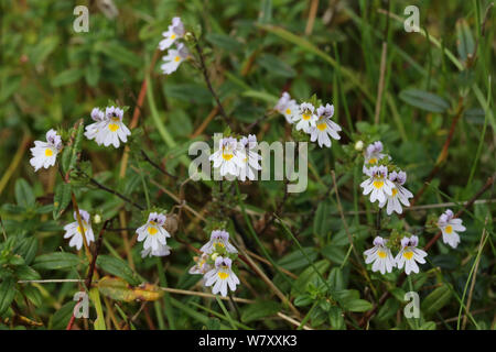 Augentrost (Euphrasia officinalis) Blumen. Surrey, England, September. Stockfoto