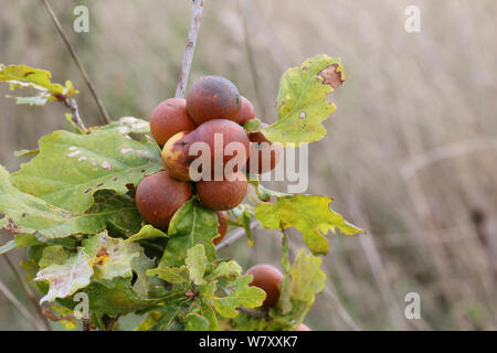 Eiche Marmor - Galle verursacht von Gall Wasp (Andricus kollari). Surrey, England, September. Stockfoto