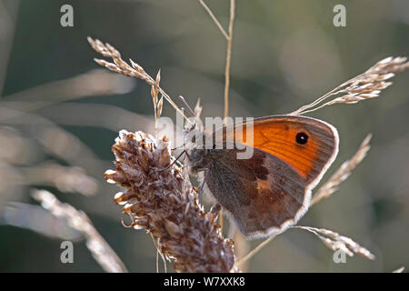 Kleine Heide Schmetterling (Coenonympha pamphilus) im späten Abendlicht ausruhen. Surrey, England, September. Stockfoto