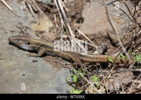 Kanarische Insel Lizard (Gallotia galloti), La Palma, Kanarischen Inseln. Stockfoto