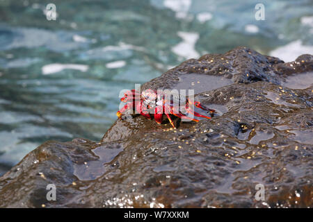 Red Rock Crab (Grapsus adscensionis) auf Rock, La Palma, Kanarischen Inseln. Stockfoto