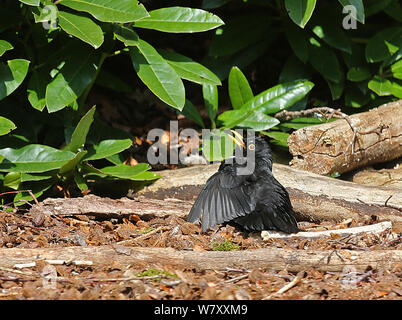 Amsel (Turdus merula) männliche Sonnenbaden. Surrey, England, April. Stockfoto