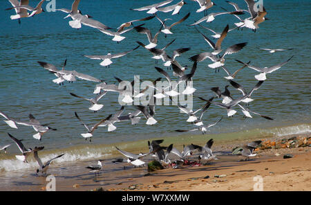 Lachend Möwen (Larus atricilla) absteigend auf Fisch Mut am Strand verworfen. Tobago, West Indies. Stockfoto