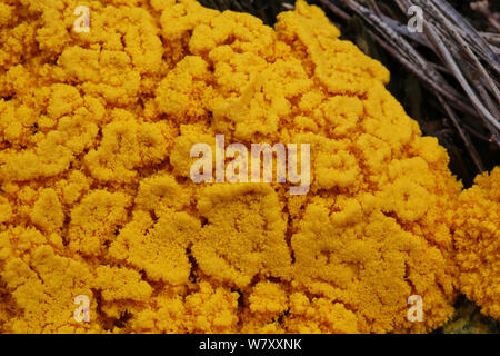 Gelbe Schleimpilze (Fuligo septica) auf einem Verrottenden kiefer Stump, Surrey, England, April. Stockfoto